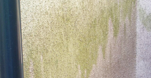 壁に藻、コケができてくる